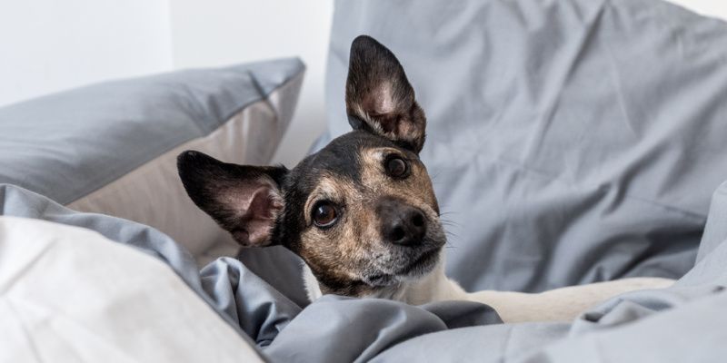 Hund im Bett - Eine gute Idee oder unhygienisch? 