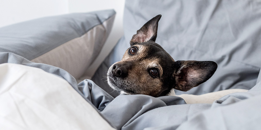 Hund liegt in einem Bett